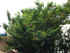 サクランボの木