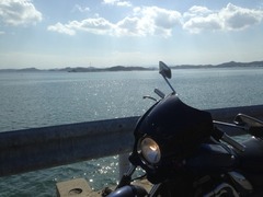 岡山港へイルカが！