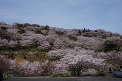 種松山で花見