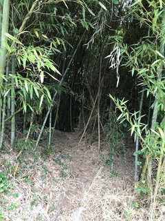 竹の子採り