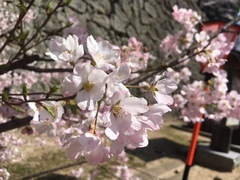津山城　桜まつり